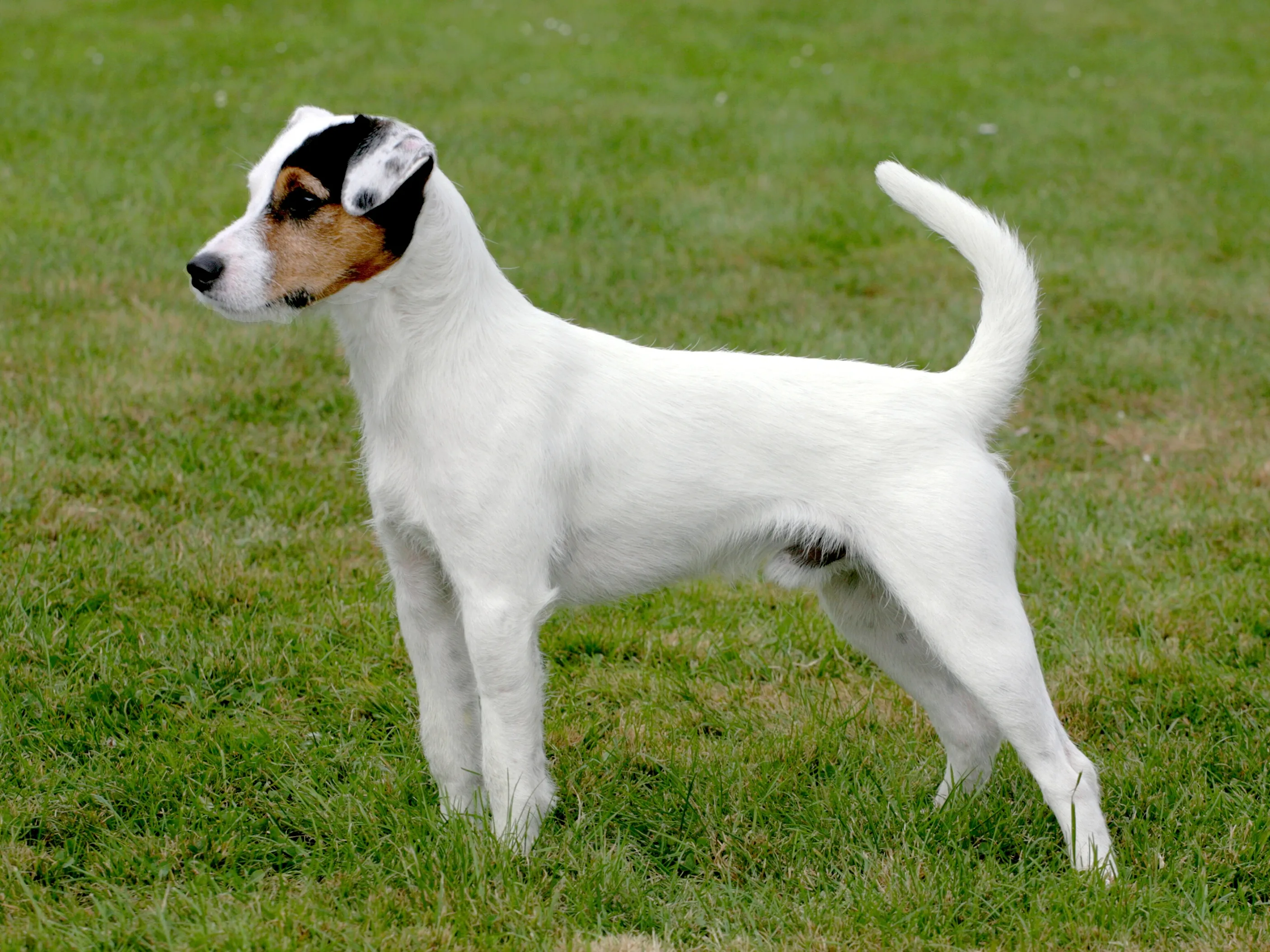 Parson Russell Terrier